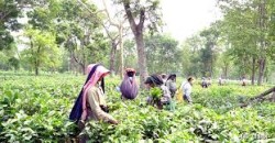 भारतको निर्यात रोकले चिया उद्योग संकटमा, ६० हजार श्रमिकको रोजगारी जोखिममा