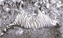 ठोरीको माली बस्ती नजिक मृत अवस्थामा पाटेबाघ फेला 