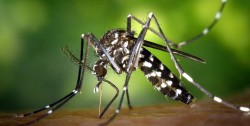 चितवनमा जापानीज इन्सेफ्लाइटिसबाट मृत्यु ६ जनाको मृत्यु
