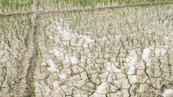 सुक्खाग्रस्त मधेशको समस्या समाधानका लागि अन्तर्राष्ट्रिय संस्थाहरु सक्रिय 
