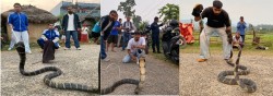 रुपन्देहीमा पहिलोपटक भेटियो किङ कोब्रा
