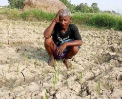 वर्षा नभएपछि किसानहरु लाई धानको बीउ राख्नै समस्या