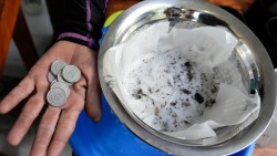 फिलिपिन्समा मरेको लामखुट्टे ल्याउनेलाई नगद पुरस्कार घोषणा 
