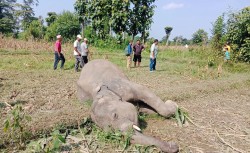 बराहक्षेत्रमा जङ्गली हात्ती मृत फेला