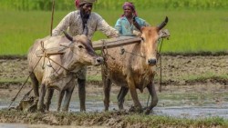 सरकारको योजना: तीन वर्षभित्र सबै किसानलाई परिचयपत्र वितरण