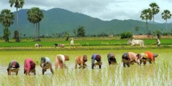 देशभर ७८.८४ प्रतिशत भूभागमा धान रोपाइँ सम्पन्न