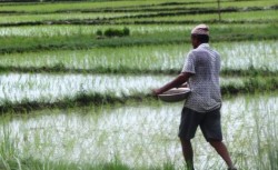 महोत्तरीका किसान मकै, कोदो, र धानको ब्याड राख्रे तयारीमा व्यस्त 