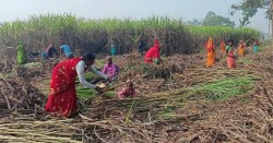 आगामी उखु सिजनका लागि न्यूनतम समर्थन मूल्य तोक्ने प्रक्रिया अघि बढ्यो