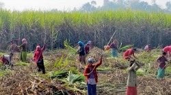 उखु उत्पादक किसानलाई १ अर्ब ६० करोड रुपैयाँ अनुदान उपलब्ध गराउन माग