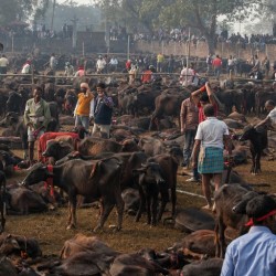 आजदेखि गढीमाई मन्दिरमा विधिवत रुपमा बलि दिन सुरु
