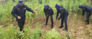 पोखरीया प्रहरीले करिब १ हजार गाँजाका बोट नष्ट गर्‍यो