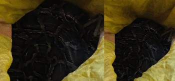 झापामा १५ फिट लामो अजिङ्गर सर्प फेला