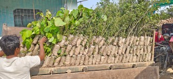 सामाजिक अभियन्ता एवं युवा नेता मनमोहन पाण्डेयको पहलमा ६ हजार बिरुवा वितरण, स्थानीय हर्षित