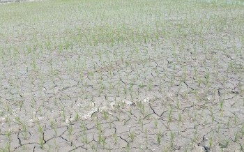 मधेस प्रदेशमा ७७ प्रतिशत धान रोपाइँ, उत्पादनमा २७ प्रतिशत कमी हुने अनुमान