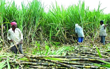 उखु किसानलाई १ अर्ब ५० करोड अनुदान रकम वितरण गरिदै
