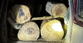 रौतहटमा भारतीय नम्बर प्लेटको स्कार्पियोमा काठ तस्करी