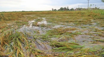 वर्षाको प्रभावः कृषि र पशुपालन क्षेत्रमा तीन अर्ब ५५ करोड रुपैयाँ बराबरको क्षति