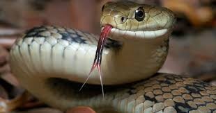 मधेसमा तेस्रो सर्प महोत्सव हुँदै