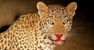 रामेछापमा चितुवाको आतंक, एक महिलाको ज्यान लियो