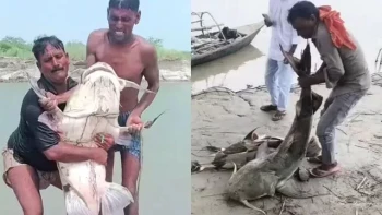 रसुवा बाढीको असर बिहारसम्म, बाढीसँगै आएका माछा नखान अपिल