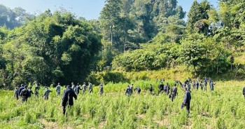 ३० बिघा जग्गामा गरिएको गाँजा  फँडानी