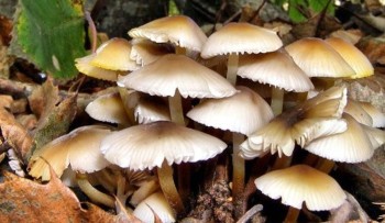 जंगली च्याउ खाँदा एकै परिवारका दुईजनाको ज्यान गयो