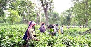 भारतको निर्यात रोकले चिया उद्योग संकटमा, ६० हजार श्रमिकको रोजगारी जोखिममा