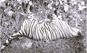 ठोरीको माली बस्ती नजिक मृत अवस्थामा पाटेबाघ फेला 