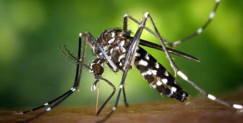 चितवनमा जापानीज इन्सेफ्लाइटिसबाट मृत्यु ६ जनाको मृत्यु
