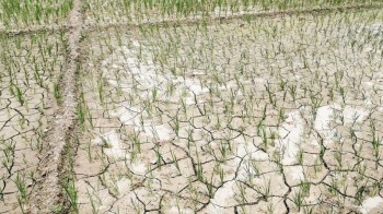 सुक्खाग्रस्त मधेशको समस्या समाधानका लागि अन्तर्राष्ट्रिय संस्थाहरु सक्रिय 