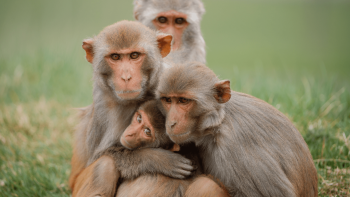 बाँदरले सताएपछि नगरपालिकाको अनौठो निर्णय, राखिँदै ‘बाँदर हेरालु’