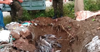 पर्सामा उत्पादित नेपालमै प्रतिबन्धित मागुर माछा हेटौँडामा बरामद, ५ लाख जरिवाना