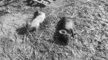 रौतहटमा स्वाइन फिभर फैलिँदै, बङ्गुर मर्न थाले