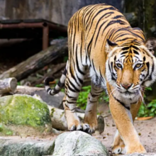 चितवन र पर्सामा बाघ गणनामा प्रयोग गरिएका ६० क्यामेरा हराए