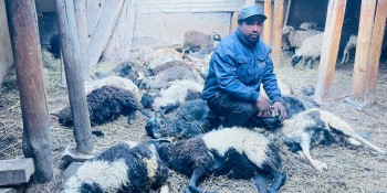 मुस्ताङमा हिउँ चितुवाको आक्रमणबाट १९ भेडा मरे