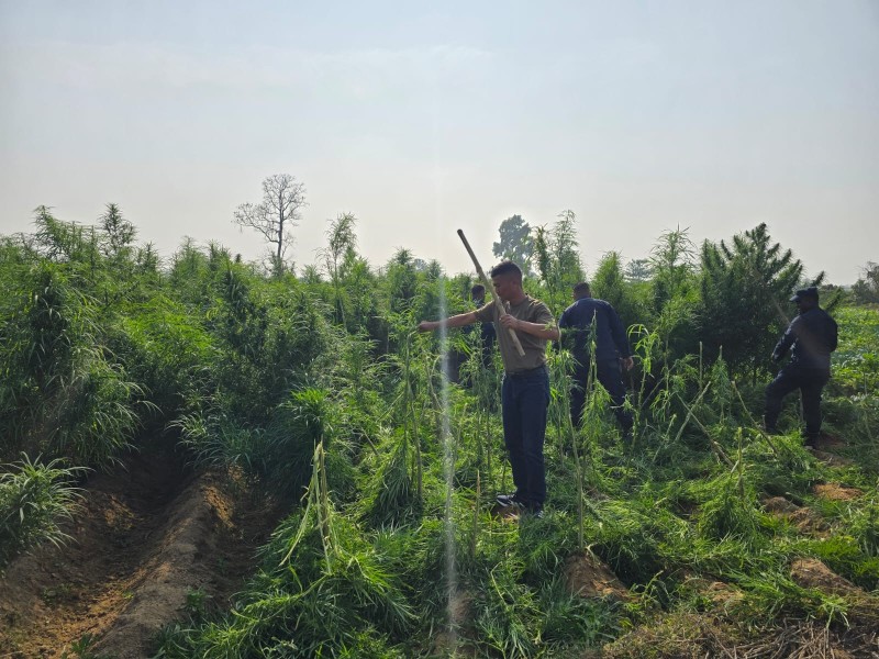 सखुवा प्रसौनीको ११ कठ्ठामा लगाईएको गाँजाखेती नष्ट 