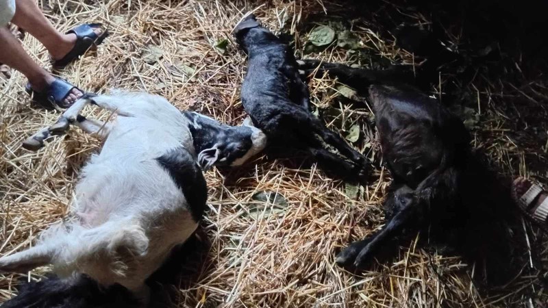 अछाममा चट्याङ लाग्दा एक महिला घाइते, बाख्राको मृत्यु