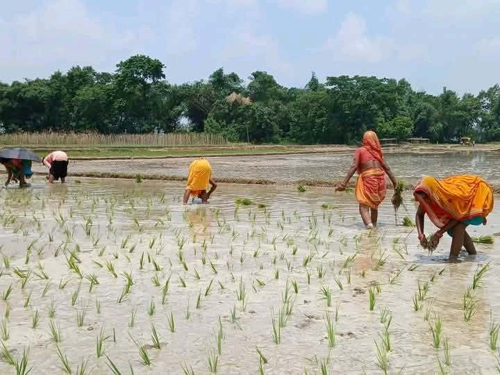 बारामा   ७५ प्रतिशत  रोपाइँ सम्पन्न