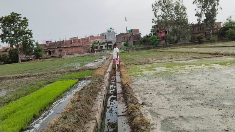 पर्सामा अधिकांश खेत बाँझै, असार १५ सम्म ७ हजार हेक्टरमा मात्र धान रोपाइँ