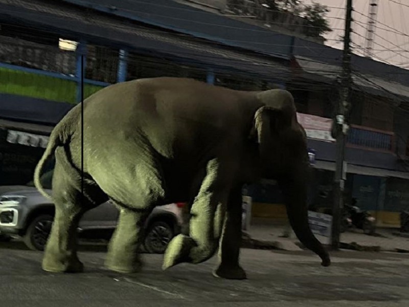 हात्तीको आक्रमणबाट झापामा एक जनाको मृत्यु