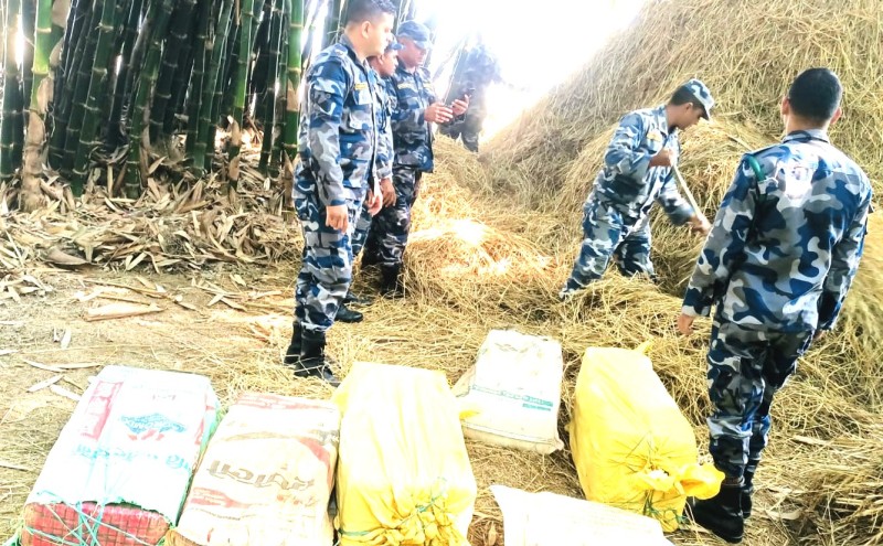 विन्दवासिनी गाउँपालिकामा परालको कुनिउँबाट २१३ किलो गाँजा बरामद