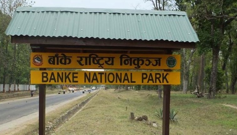 बाँके राष्ट्रिय निकुञ्जमा बाघ र आहारा प्रजातिको अनुगमन सुरु  