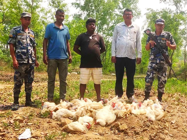 जिराभवानीबाट प्रहरीद्वारा ८० किलो भारती कुखुरा बरामद