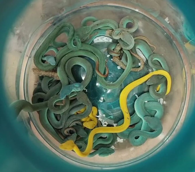 भारतीय उडानमा २० सर्पसहित यात्रु समातिए