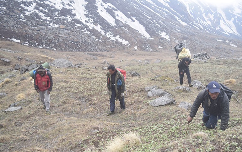 बुकी क्षेत्रमा यार्सागुम्बाको खोजी सुरु