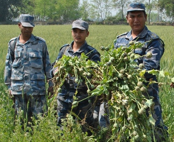 लुकाई छिपाई लगाएको अफिम खेती बारा प्रहरीद्वारा नष्ट 