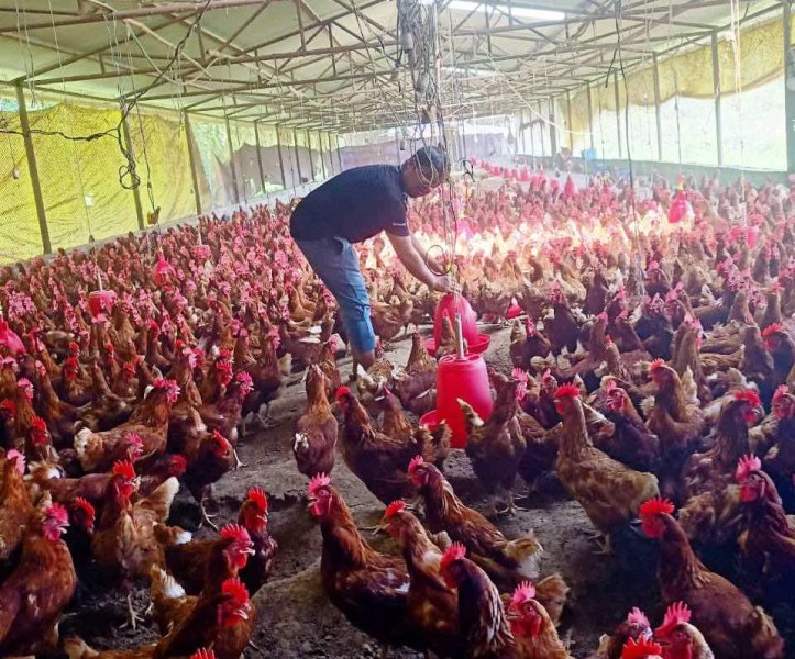 एक करोड ५० लाखको लगानीमा कुखुरापालन गर्दै  ४० वर्षीय ओमराज शर्मा