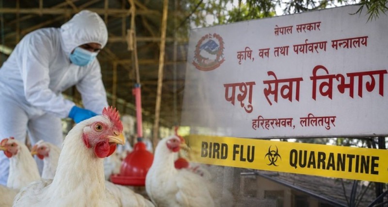 बर्ड फ्लु प्रभावित किसानका लागि ५० करोड रुपैयाँ निकासा