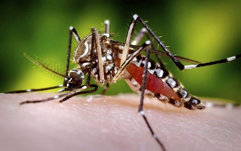७३ जिल्लामा १९ सयभन्दा बढी डेङ्गी संक्रमित