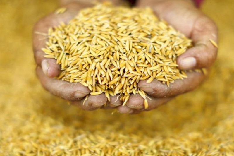 सरकारले धानको न्यूनतम समर्थन मूल्य बढायो